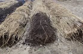 Processed vermicompost pile at CROPUS site